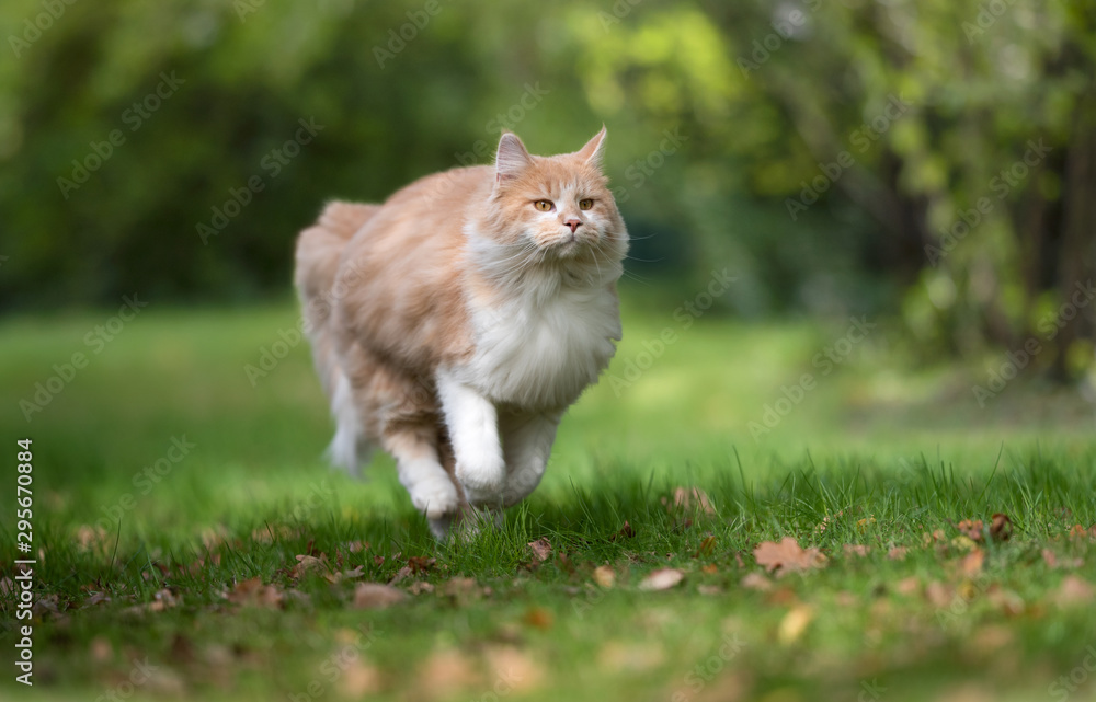 cream tabby ginger maine coon cat running on grass with autumn leaves outdoors in nature looking ahead