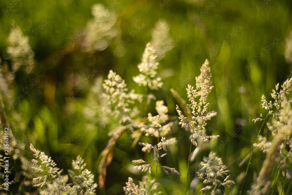 Grass field Grass field