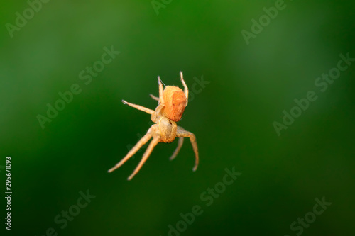 crab spider on plant