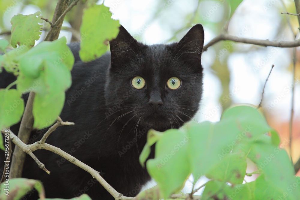 cute black cat hunting and hide behind leaves cute black cat hunting and hide behind leaves