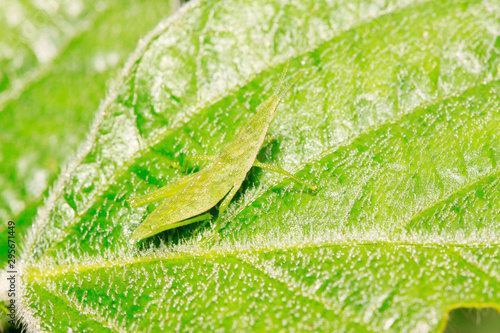 Atractomorpha sinensis Bolvar on plant photo