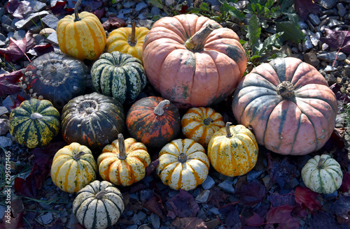 Colorful pumpkins decoration stock images. Pumpkins in the garden. Beautiful autumn decoration with pumpkins. Halloween pumpkin decoration in the garden