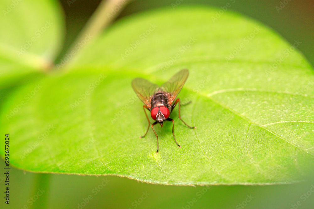 Fototapeta premium Tachinidae on plant