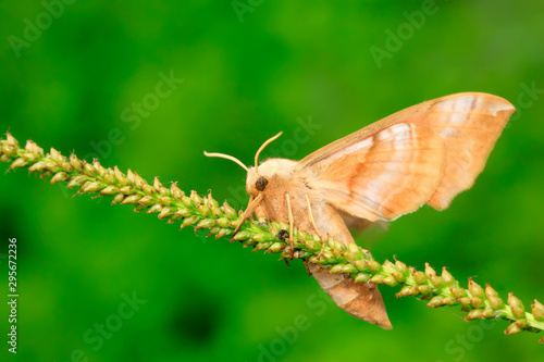 Bean hawkmoth on green leaf in the wild photo