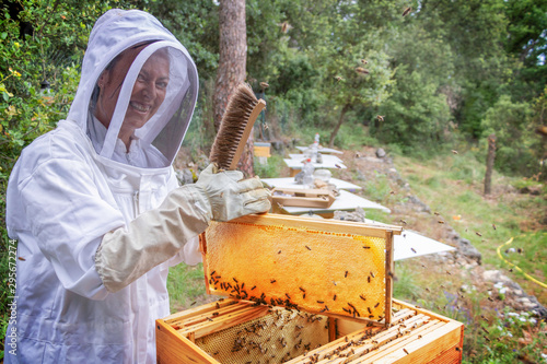 Femme apiculteur sous sa vareuse très souriante et heureuse durant la récolte de miel dans une ruche ouverte avec un cadre rempli de miel operculé dans un rucher biologique en forêt sud de la France photo