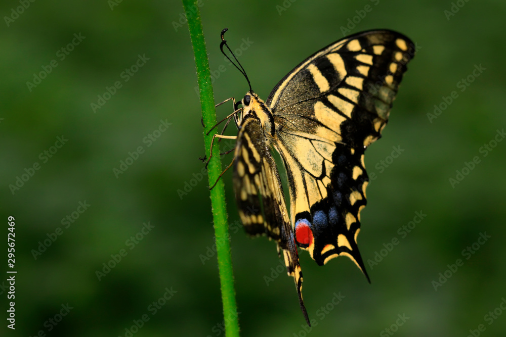 Fototapeta premium Papilio machaon on green plant
