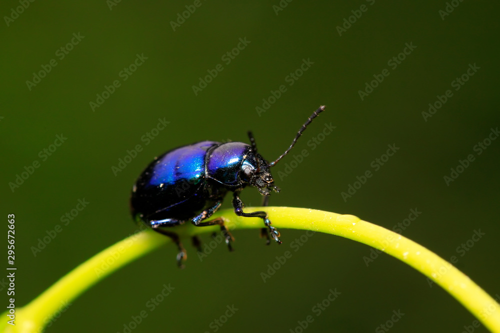 Chrysochus chinensis Baly on plant Chrysochus chinensis Baly on plant