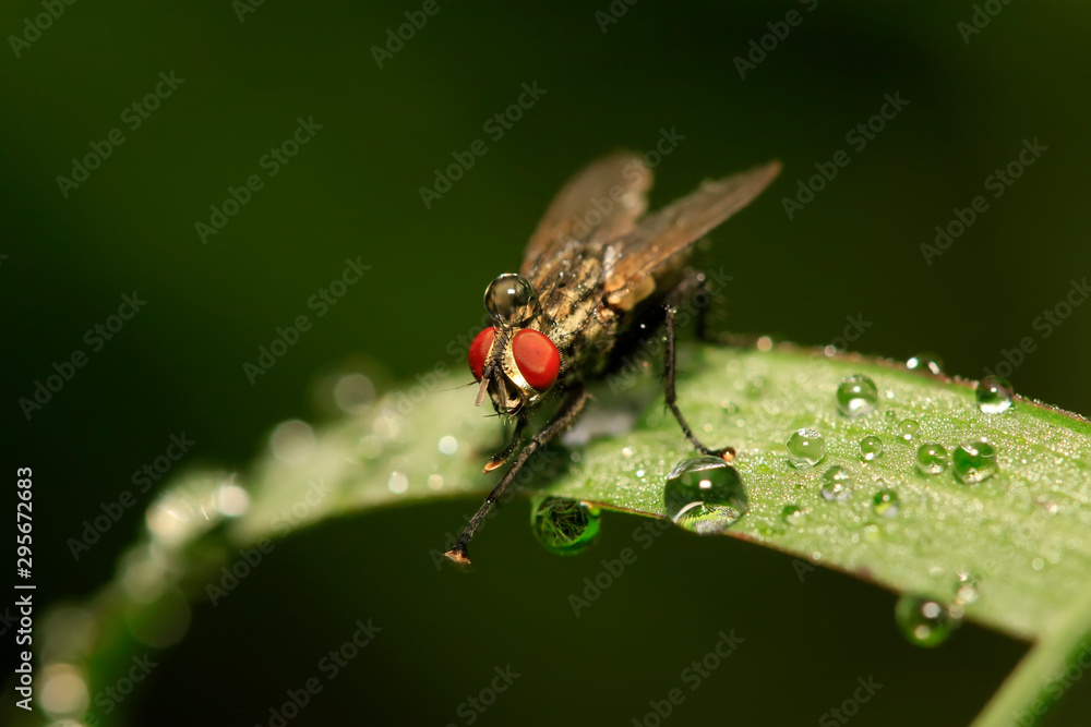 Tachinidae on plant