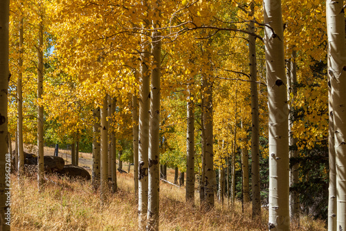 Landscape of yellow aspen trees in autumn on the Aspen Trail Loop near Flagstaff, Arizona