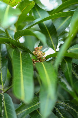 Green background of mango leaf.