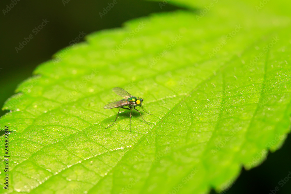 Dolichopodidae insect on plant Dolichopodidae insect on plant