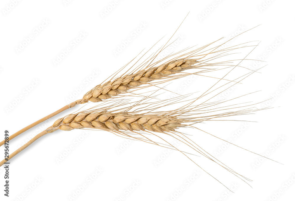 dry spikelets of wheat on a white background dry spikelets of wheat on a white background