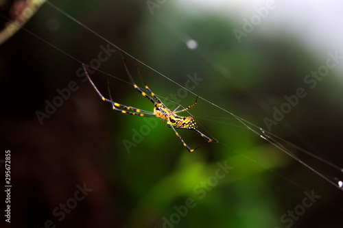 Nephila clavata