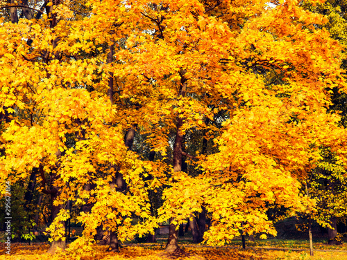 autumn leaves on tree