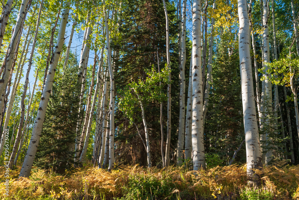 Aspen trees in a forest along Kebler Pass in Colorado