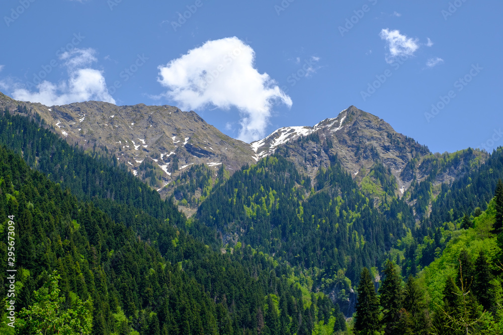 Mountain summer landscape, meadow with pine trees among the green grass, the snow lie on peak of mountain range. Scenic view. Georgia country, Racha region.