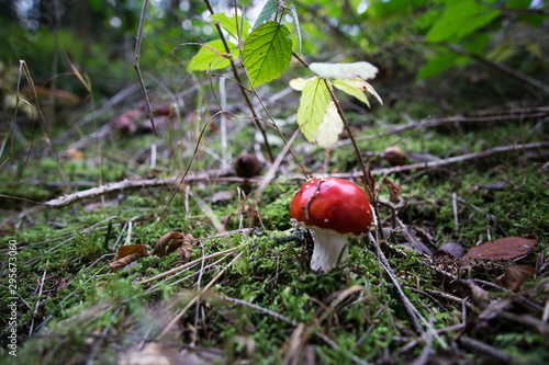 Schwarzwald im Herbst photo