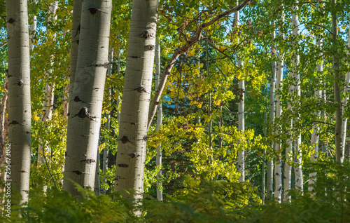 Aspen trees in a forest along Kebler Pass in Colorado