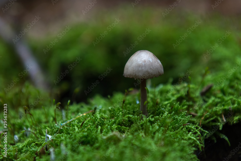Single white-gray mushroom on green moss in forest Single white-gray mushroom on green moss in forest