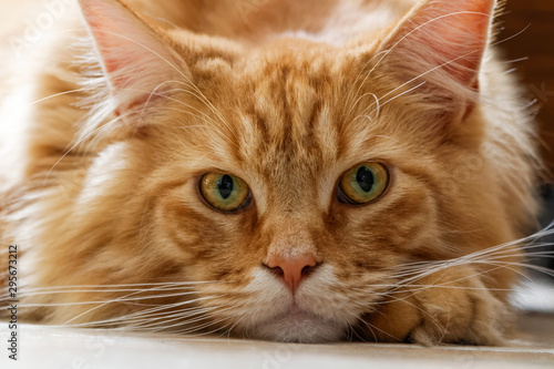 Chat Maine Coon en gros plan