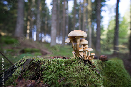 Schwarzwald im Herbst photo