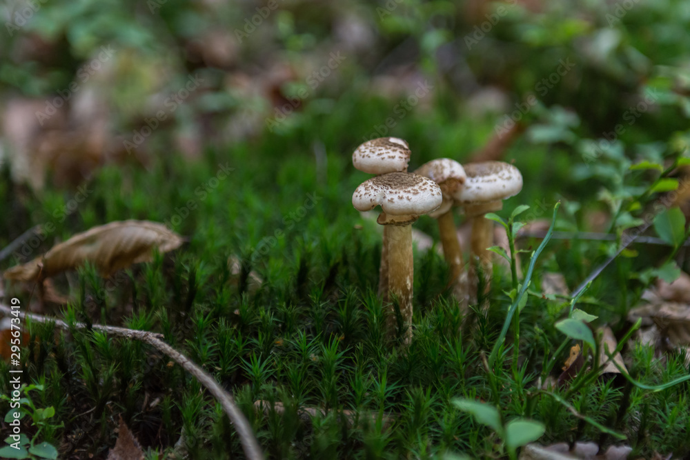 Mushrooms growing on fresh green moss in forest