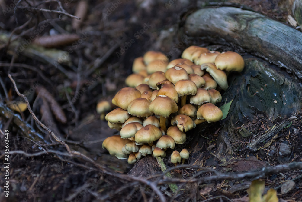 Family of brown mushrooms on tree trunk in forest Family of brown mushrooms on tree trunk in forest