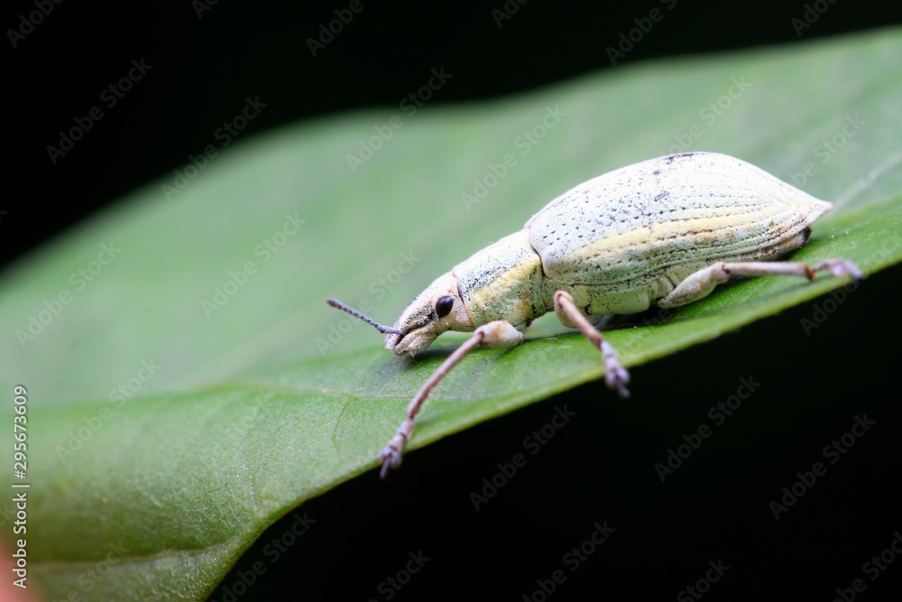 weevil on plant weevil on plant