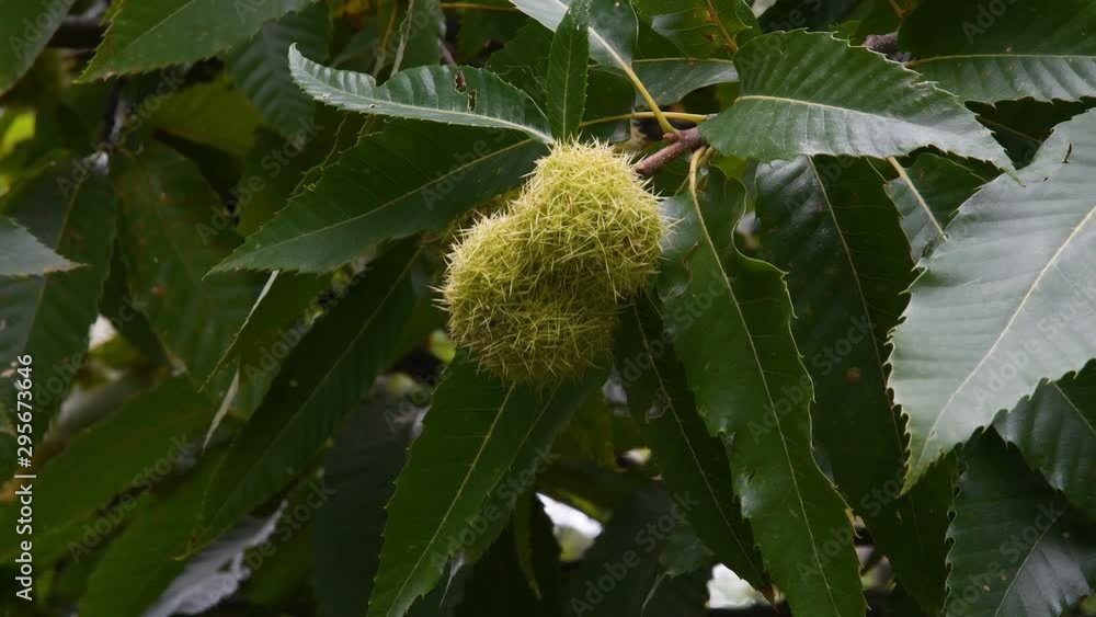 Close Up of Chestnuts Growing On A Chestnut Tree Branch in a forest in Tuscany. 4K UHD Video. Close Up of Chestnuts Growing On A Chestnut Tree Branch in a forest in Tuscany. 4K UHD Video.
