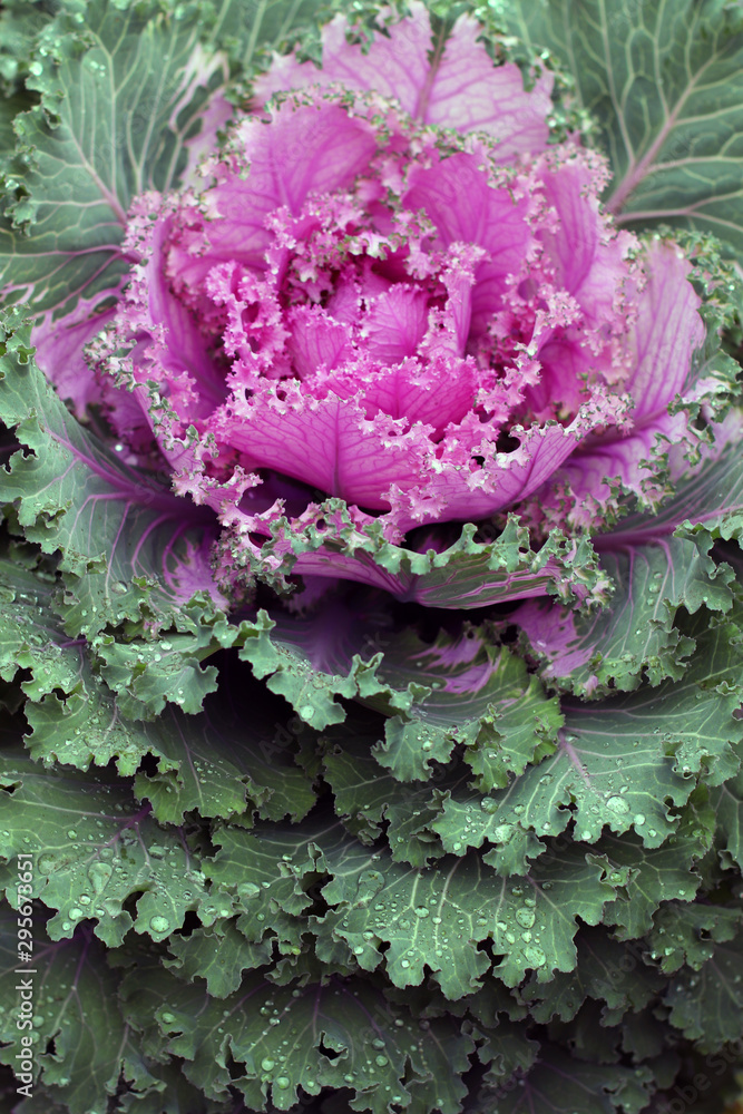 Obraz premium Decorative cabbage Nagoya JAPAN Brassica oleracea. Large bush of pink color. Bloom.