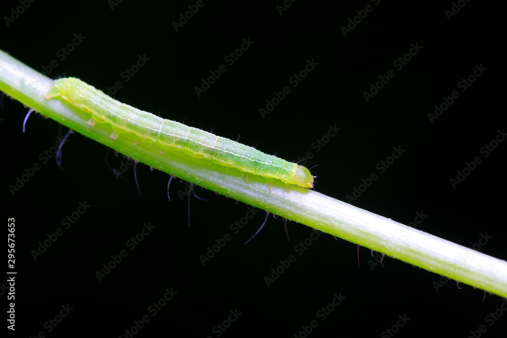 Fototapeta premium tiny insects on plant
