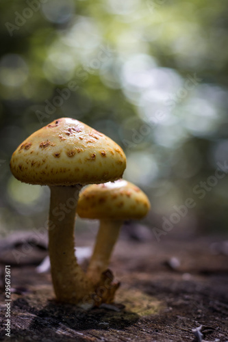 mushroom in forest photo