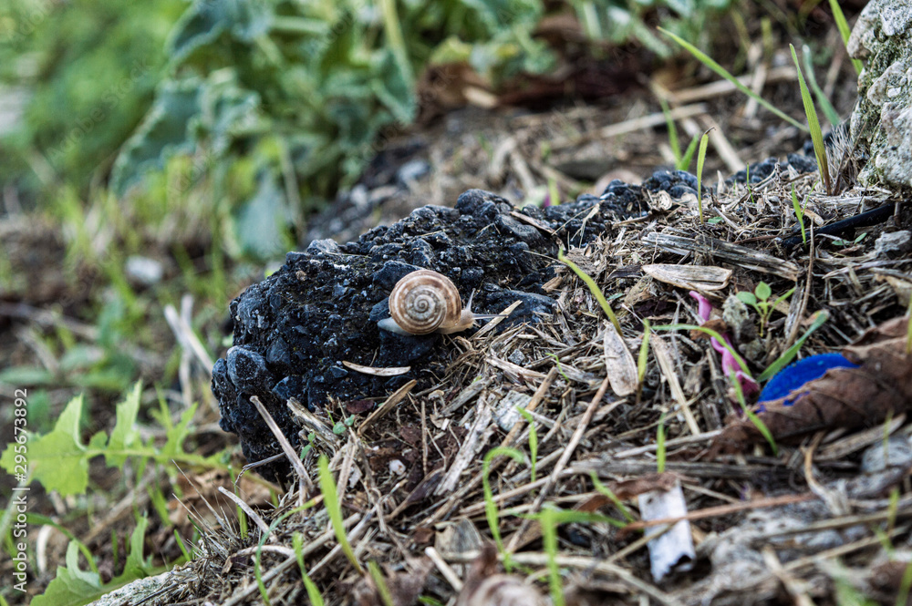 snails on a dirty spot in a park snails on a dirty spot in a park