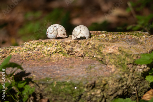 snail shell on rock