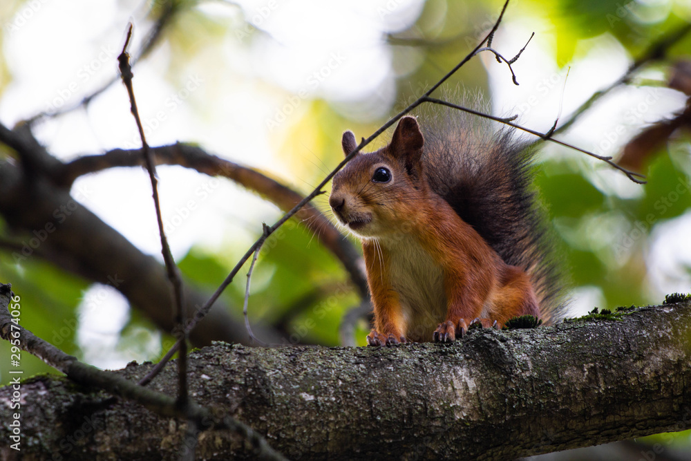 Little squirrel on a tree Little squirrel on a tree