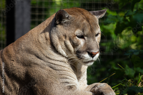 Large puma in the zoo