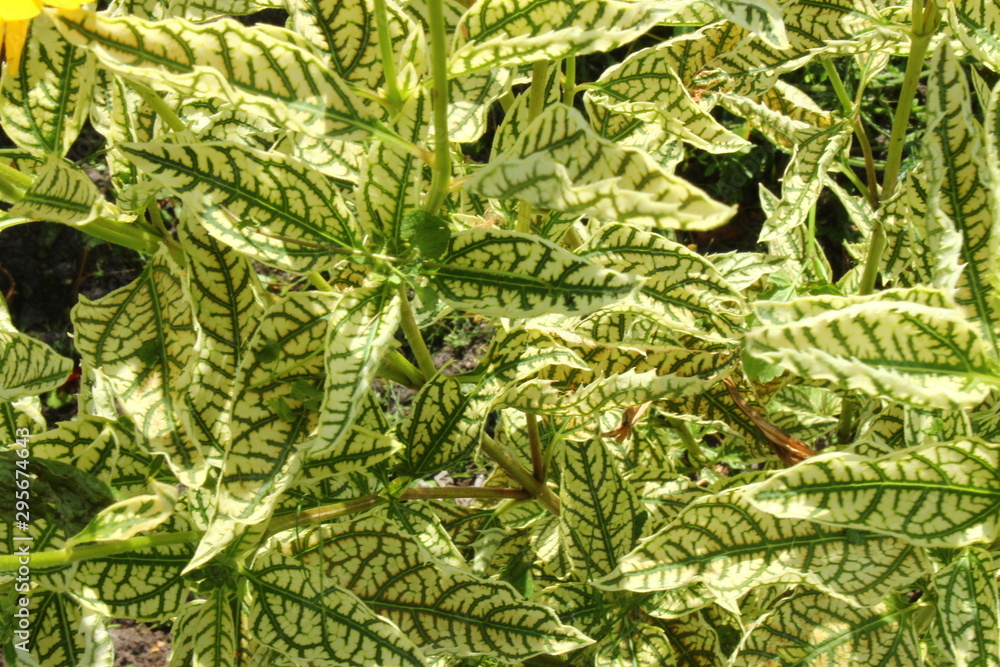 Top view of a plant with unusual leaves. Russia. Top view of a plant with unusual leaves. Russia.