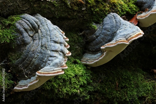 Fotografie Zunderschwamm (Fomes fomentarius) mit Gravitropismus