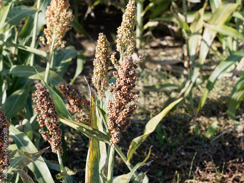 Foto Sorghum bicolor | Epis ou panicules de sorgo commun