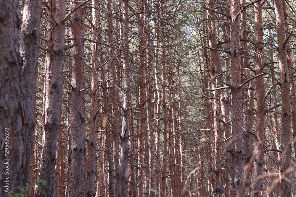 Pine forest. Trunks of pine trees.