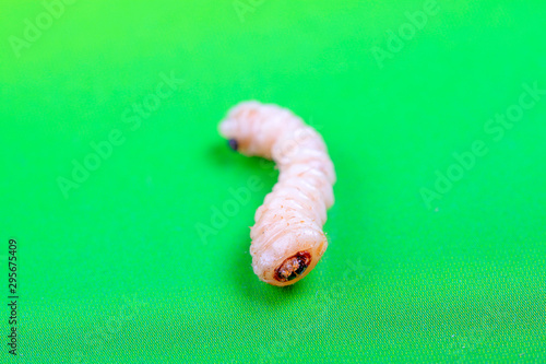 Monochamus alternatus larvae photo