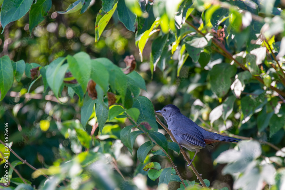 Obraz premium 015-bird-wdsm-23sep19-12x08-008-350-3369