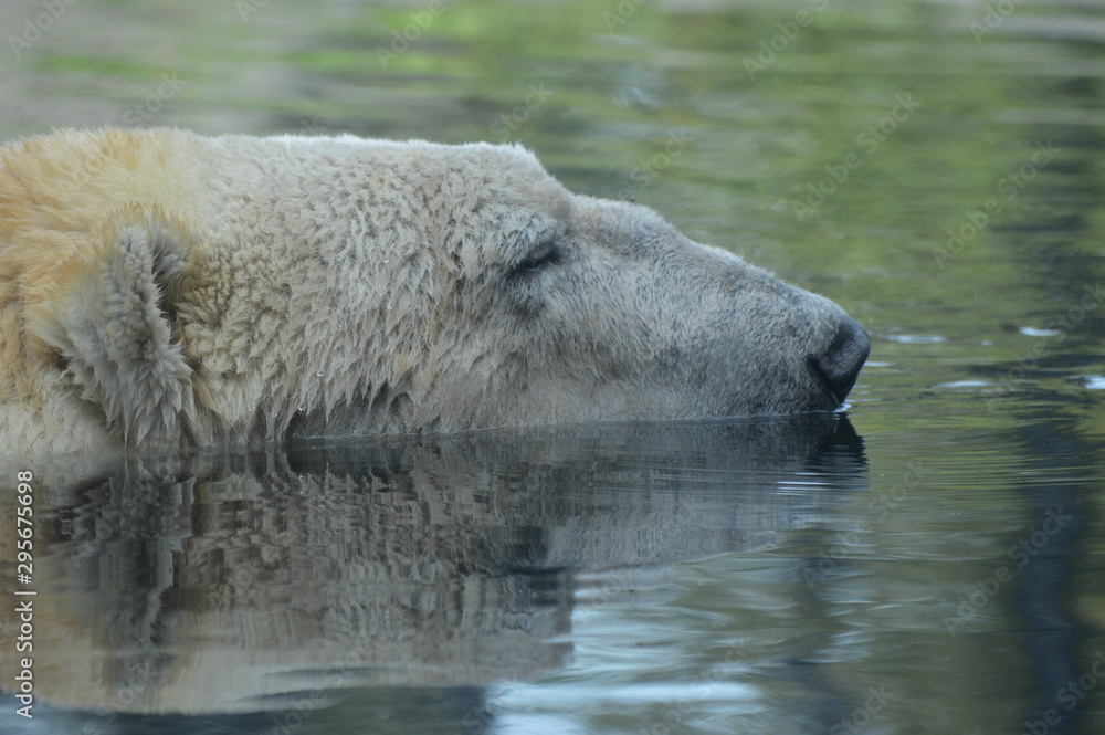 Polar bear swimming in the water Polar bear swimming in the water