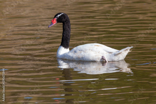Black-Necked Swan.  Cisne de Cuello Negro . Latin Name  Cygnus Melancoryphus. R. Valparaiso. Chile