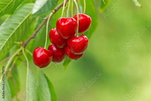 Sweet cherry red berries on a tree branch close up. Selective focus. Close-up of the fruits of a large dark red ripe sweet cherry on a branch in the garden against the background of bright green.