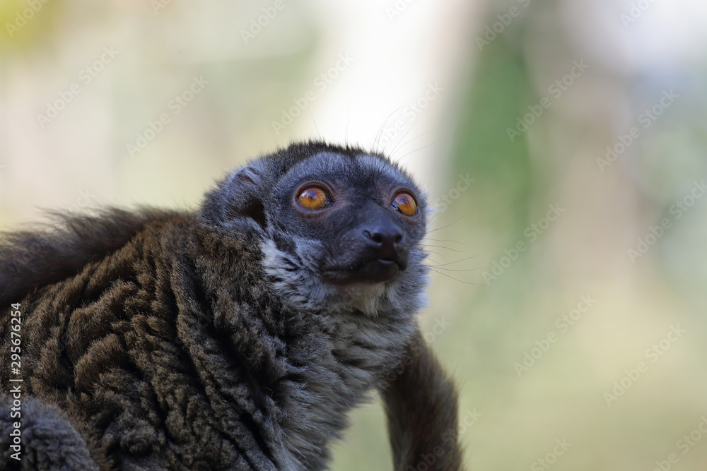 Fototapeta premium Close-up, portrait of a lemur