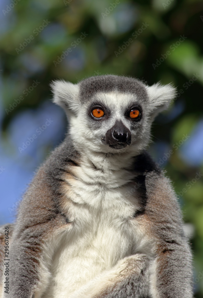 Obraz premium Close-up of a sitting lemur