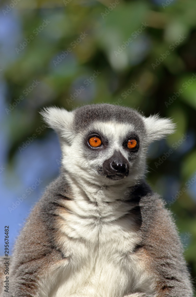 Close-up of a sitting lemur Close-up of a sitting lemur