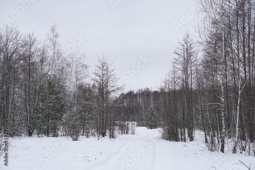 Beautiful winter landscape on a background of trees and forest. Christmas and New Year mood. Snowfall and the view as in a fairy tale