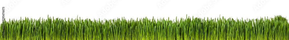 Fototapeta premium Gras im länglichen Format als Freisteller